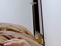 トコトコと寝室に入って来るアルマちゃん（画像提供：アルマ@ベンガルワシミミズクさん）