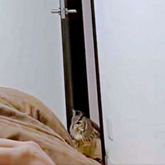 トコトコと寝室に入って来るアルマちゃん（画像提供：アルマ@ベンガルワシミミズクさん）