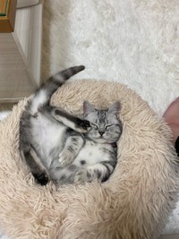 おやすみなさ〜い＝ネコピさん（@nekopi_baobao）提供
