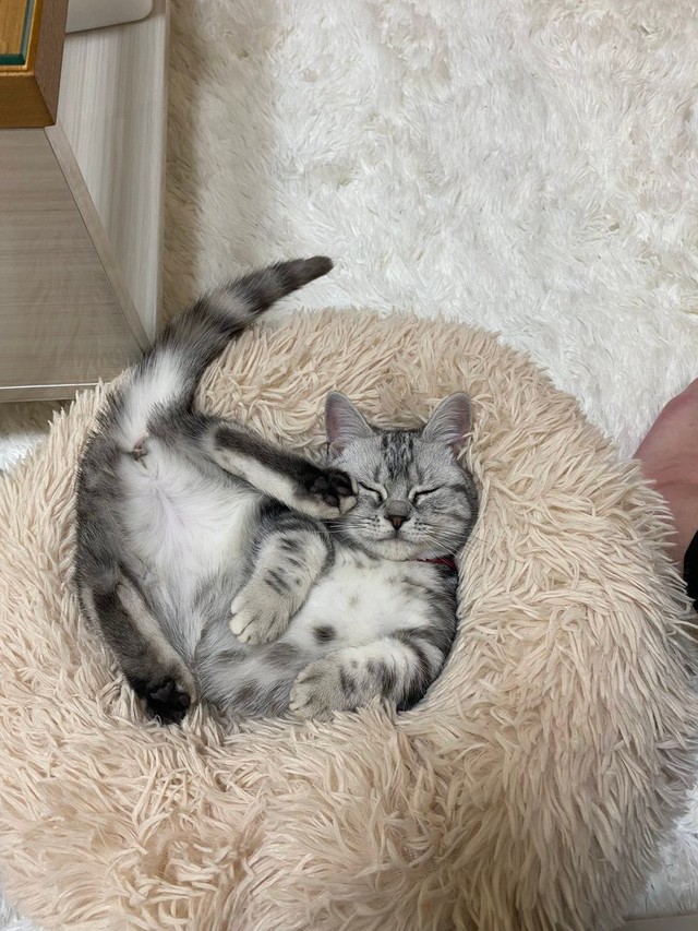 おやすみなさ〜い＝ネコピさん（@nekopi_baobao）提供
