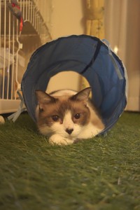 こちらはチーズちゃん（提供：量販店エアコン工事ねこさん）