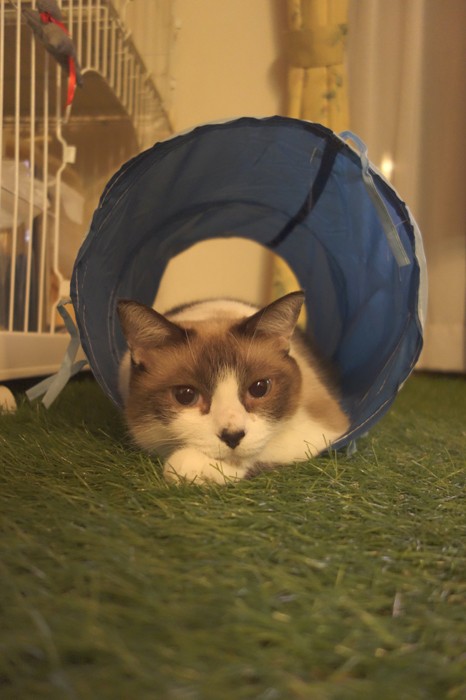 こちらはチーズちゃん（提供：量販店エアコン工事ねこさん）