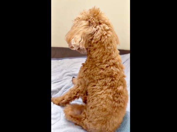 カイちゃんの背中を撫でる手を止めるとーー（画像提供：カイ（あしながトイプー）さん）