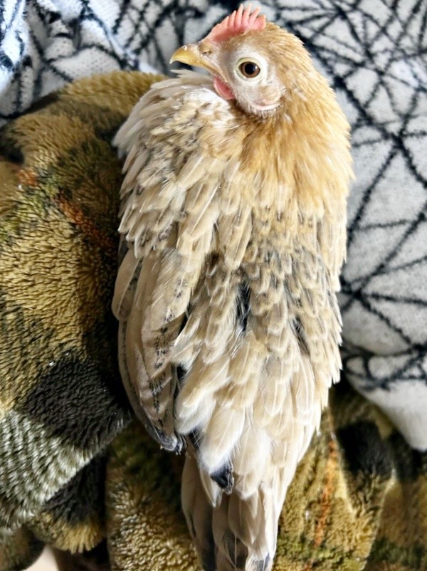 生後4カ月、パパにべったりのゴマちゃん（画像提供：ぴいちょさん）