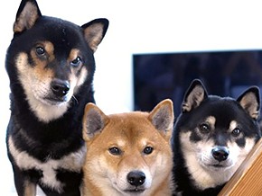 同じ柴犬でも個性それぞれ　仲良し「柴犬３兄弟 ひなあおそら」