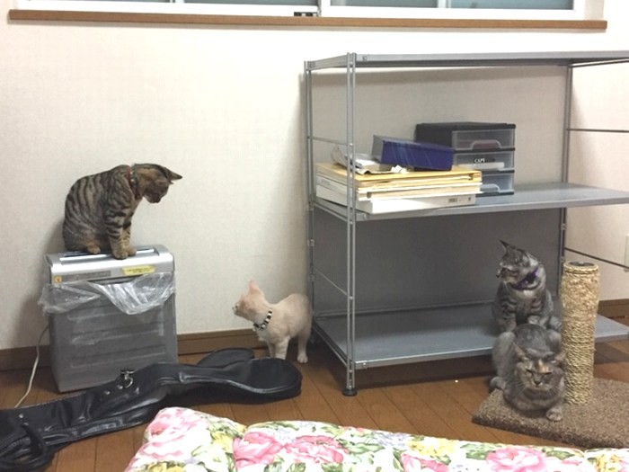 他の猫とも仲良くできます