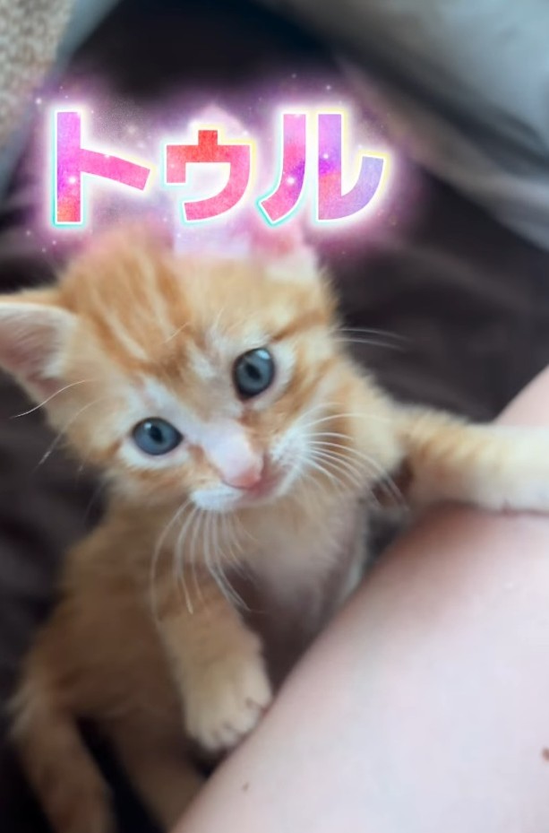 こちらは、トゥルちゃん（「けいちゃん⌇お家大好き51歳母」さん提供、Instagramよりキャプチャ撮影）
