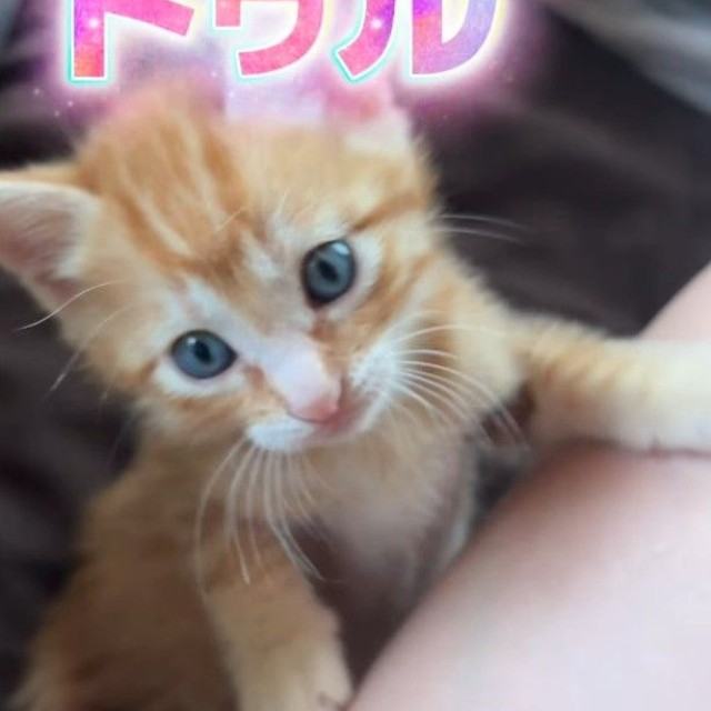 こちらは、トゥルちゃん（「けいちゃん⌇お家大好き51歳母」さん提供、Instagramよりキャプチャ撮影）