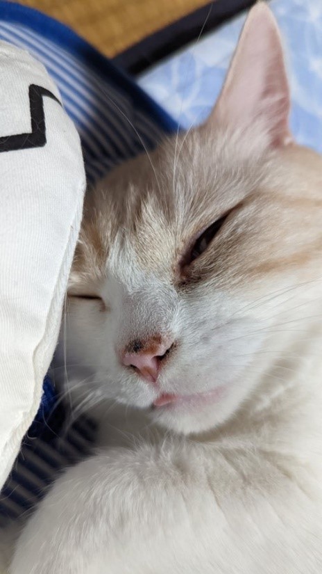 幸せそうな寝顔