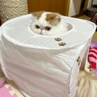 ひょっこり顔をのぞかせるもけちゃん（画像提供：もけもけ@エキゾチックロングヘアさん）