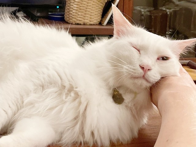 飼い主さんの手の上に顔を乗せてくつろぐレオちゃん（画像提供：はんびらミルとおとろレオさん）