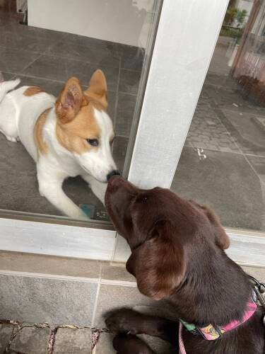 近所に住むチョコラブのミアとは相思相愛。ミアが迎えにくるとペロは大喜びで散歩に行く（ミアママさん提供）