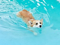 プールで上手に泳ぐコパンちゃん（画像提供：まろ眉のコパンさん）