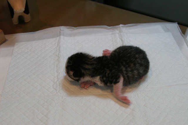 「生まれまちた」のタイトルで送られてきた写真。信じられないほど細い手足が印象的でした