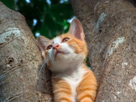 猫が「ツレない」のは歴史に理由　犬と違い、野生を残す