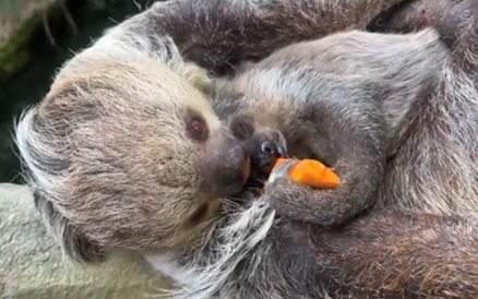 まったく奪い返そうとしない優しきマロロ（那須どうぶつ王国のTwitterの動画のキャプチャ画像）
