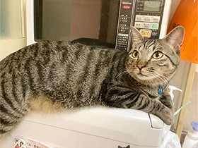 １年でぐっと成長　料理するのを優しく見守るわんぱく猫「パク」