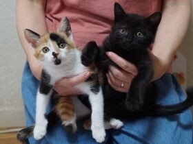 へその緒が巻き付き脚先を失った子猫姉妹　同じ家に迎えられ元気に成長