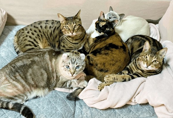 仲良く寄り添う（左から時計回りに）つくねさん、はらみさん、もつさん、らむさん、かるびさん（画像提供：べじたりあん。）