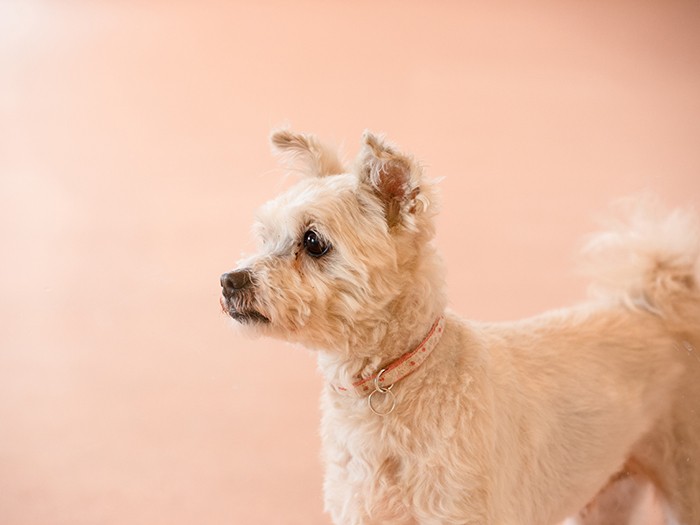 新しい家族との出会いを待つ犬