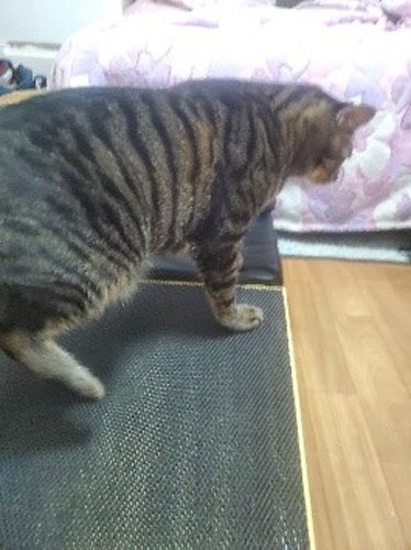 結局、買ったスロープはベッドに続く階段の下にぴったりでした。「この道をゆけばわかるさ、ふとんのぬくもり。イヌオもゆっくりおいでよ」