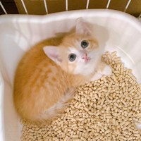 わたちおといれだいちゅきなんでちゅ