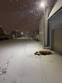 「雪の上に寝てまったりしているところです」（提供：コマチさん）