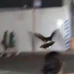 駅前を飛ぶタカ（「鷹の庵」さん提供、Instagramよりキャプチャ撮影）