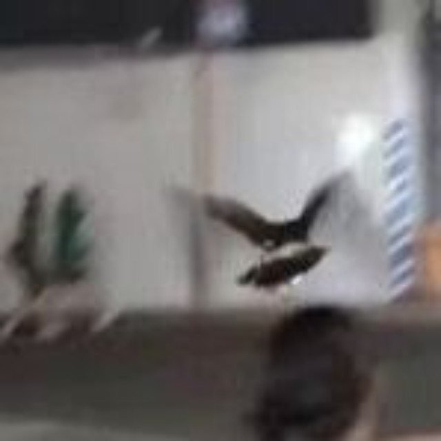 駅前を飛ぶタカ（「鷹の庵」さん提供、Instagramよりキャプチャ撮影）