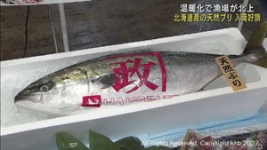 天然ブリの水揚げが北海道でピーク　仙台市中央卸売市場に入荷順調