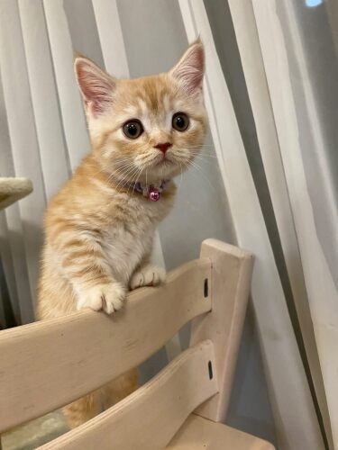 家にきたころの「きなこ」