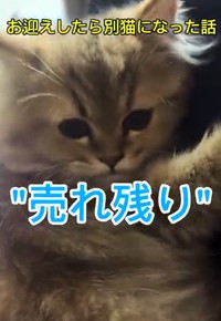 【ビフォー写真】売れ残りといわれていたペルシャ猫のぷんちゃん（ぷんちゃんの飼い主さん提供、Instagramよりキャプチャ撮影）
