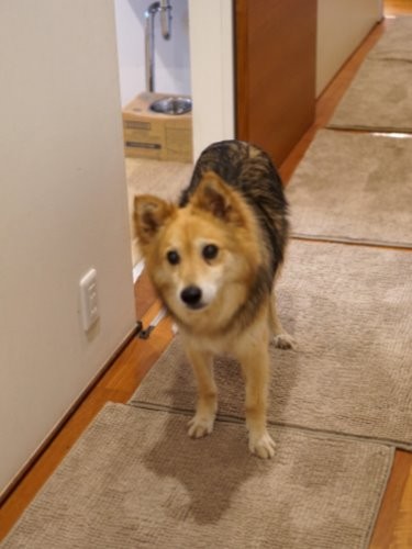 廊下には滑り防止のマットが敷いてある「外資系量販店の部分マットがいいってママが言ってた」