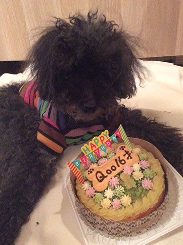 16歳まで長生きしたクー。旅立った10カ月後にコナを迎えた（理恵さん提供）