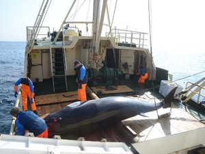 クジラの話はなぜ、これほどまでにこじれるのか