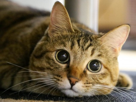 「ネコノミクス」経済効果２兆３千億円超　「猫は不景気に強い」