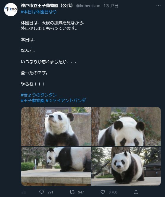 タンタンが登った…」パンダ久々の姿を公式が感涙ツイート 「また見