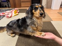 「おかわり」するピノくん（画像提供：ピノさん）