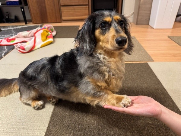 「おかわり」するピノくん（画像提供：ピノさん）