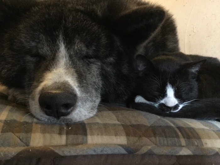 風雲丸（左）と雷蔵＝笠光生さん提供 