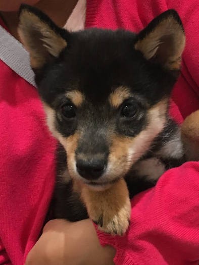 楓くんをペットショップで初めて抱っこしたとき。子犬らしいムクムクしたかわいらしさが感じられなかったそう（飼い主さん提供）