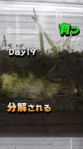 分解が進む一方、芽が出るじゃがいも／つりきっぷさん（@KIPP）提供