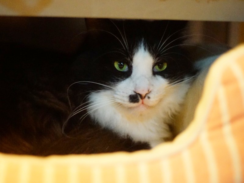 事務所のそばで保護されたムッシュー、取材に興味津々「ぼくにも注目してね」