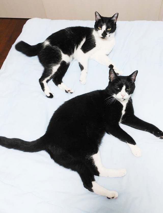 すくすく成長した（手前）びびさん（奥）ドンちゃん（画像提供：信さん）