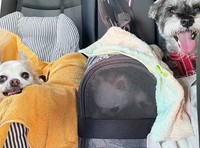 車でのお出かけの際は、ロンちゃんのみペットキャリーの中へ