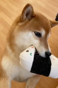 おにぎりのぬいぐるみを飼い主さんに見せに来たすずちゃん（動画からキャプチャー／画像提供：ミニすずさん @RKfWUAQ1xbOEEAp）