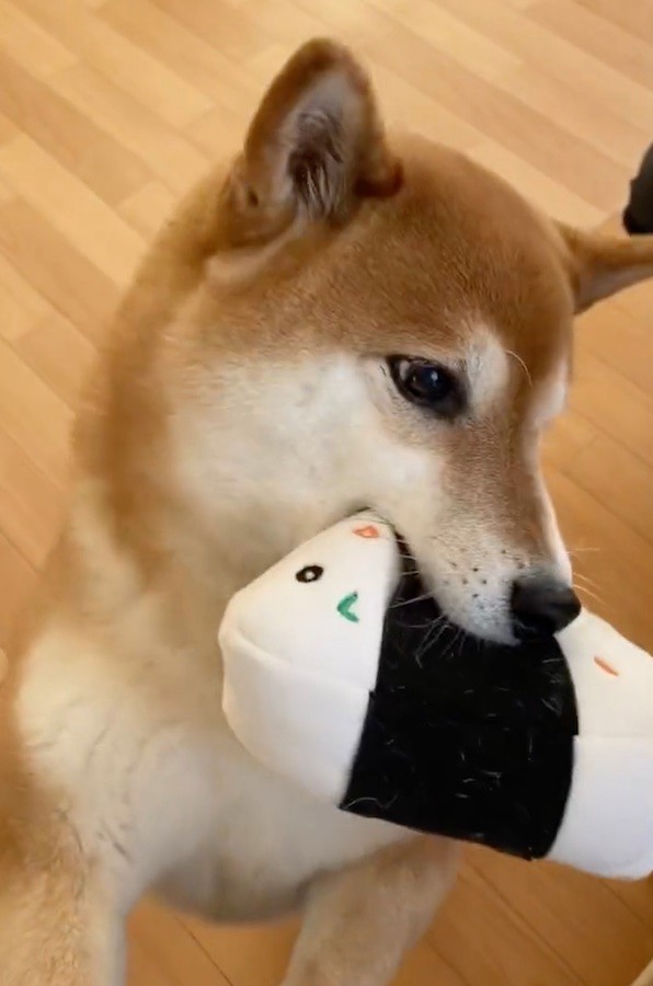 おにぎりのぬいぐるみを飼い主さんに見せに来たすずちゃん（動画からキャプチャー／画像提供：ミニすずさん @RKfWUAQ1xbOEEAp）
