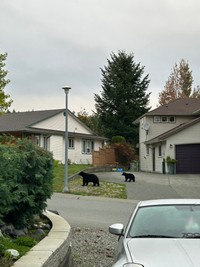 「まって学校行こうとして玄関あけたらクマいたwww」（根魚さん提供）