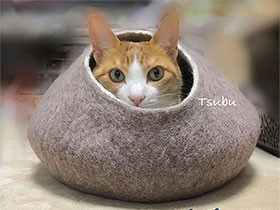 甘えん坊でだっこ大好き　ハチワレの「つぶまる」