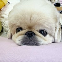 うるうる瞳で飼い主さんを見つめるてんてんくん（画像提供：てんてんの毎日さん）